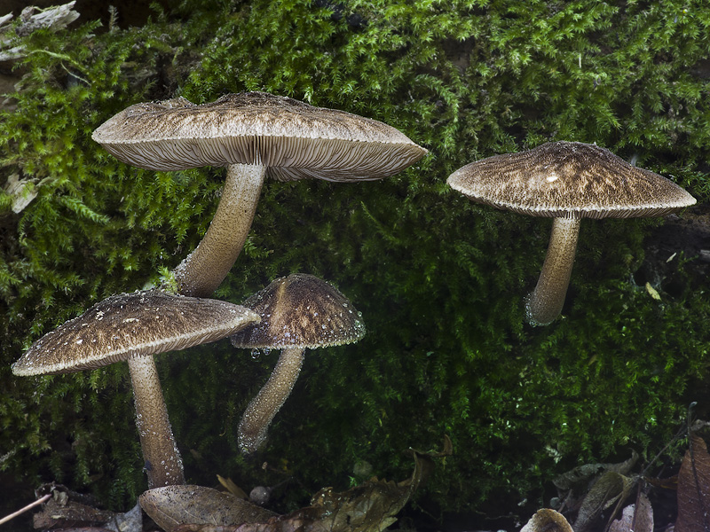 Pluteus umbrosus